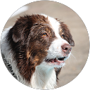 Michael Ganz profile picture